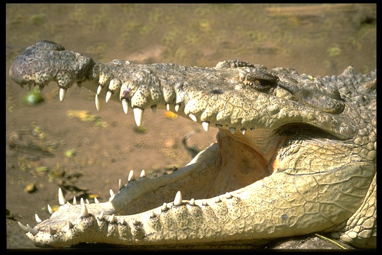An image of a crocodile